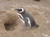 Pinguine muss man einfach sehen